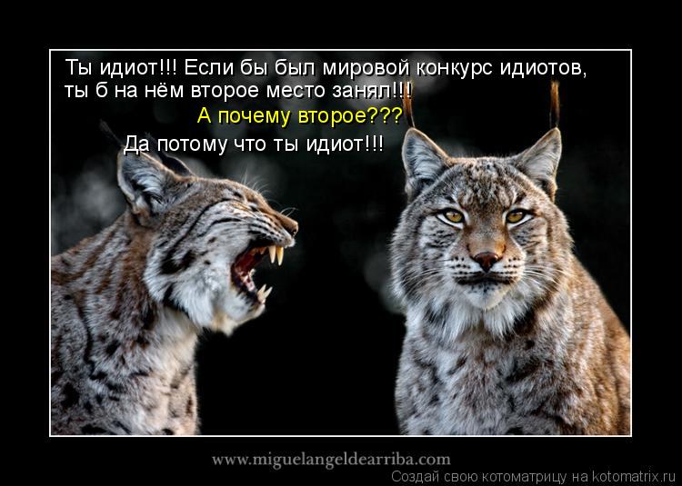 Котоматрица: Ты идиот!!! Если бы был мировой конкурс идиотов, ты б на нём второе место занял!!! А почему второе??? Да потому что ты идиот!!!