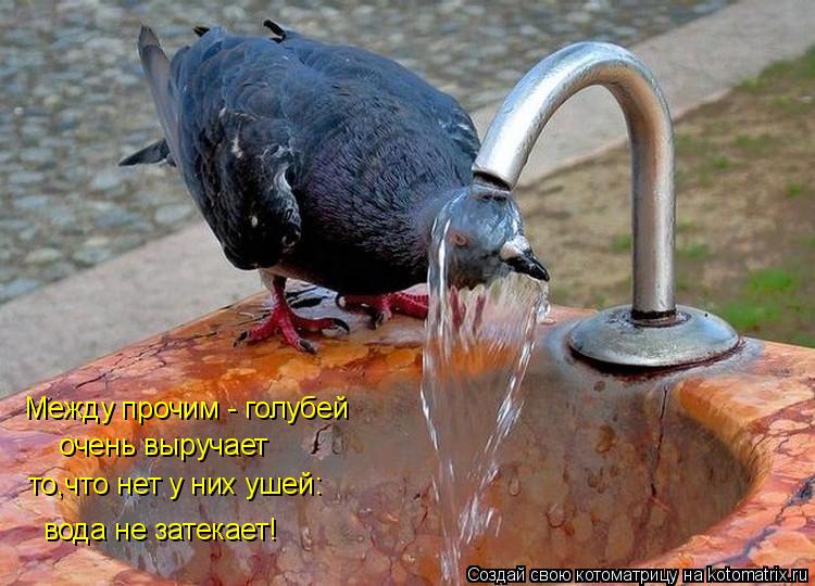 Котоматрица: Между прочим - голубей  очень выручает  то,что нет у них ушей: вода не затекает!