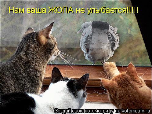Нам ваша ЖОПА не улыбается!!!!!... Котоматрица: Нам ваша ЖОПА не улыбается!!!!!