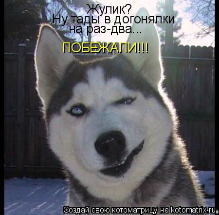 Жулик? Ну тады в догонялки на раз-два... ПОБЕЖАЛИ!!!... Котоматрица: Жулик? Ну тады в догонялки на раз-два... ПОБЕЖАЛИ!!!