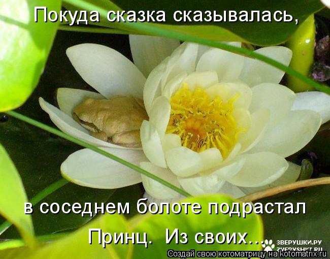 Покуда сказка сказывалась, в соседнем болоте подрастал Принц. Из своих...... Котоматрица: Покуда сказка сказывалась, в соседнем болоте подрастал Принц. Из своих...