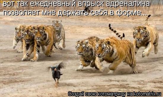 Котоматрица: вот так ежедневный впрыск адреналина позволяет мне держать себя в форме...
