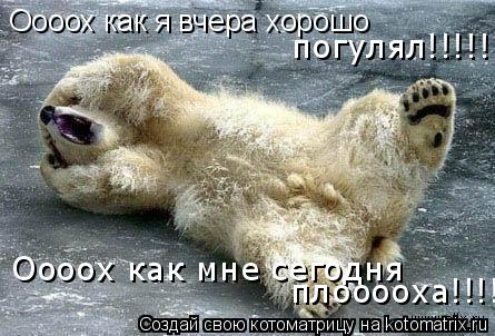 Котоматрица: Оооох как я вчера хорошо  Оооох как мне сегодня  плооооха!!!!! погулял!!!!!