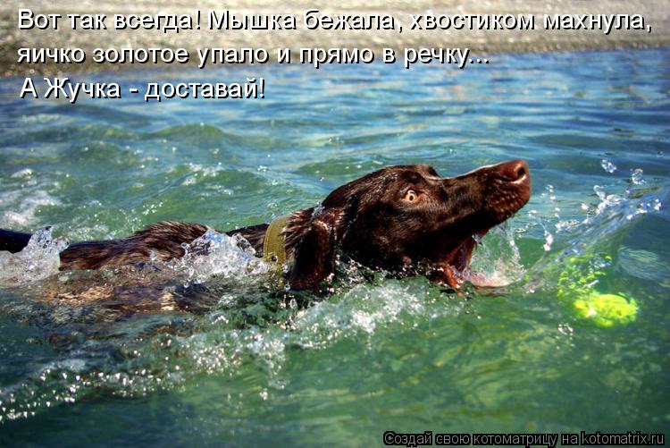 Вот так всегда! Мышка бежала, хвостиком махнула, яичко золотое упало и прямо в речку... А Жучка - дос... Котоматрица: Вот так всегда! Мышка бежала, хвостиком махнула, яичко золотое упало и прямо в речку... А Жучка - доставай!