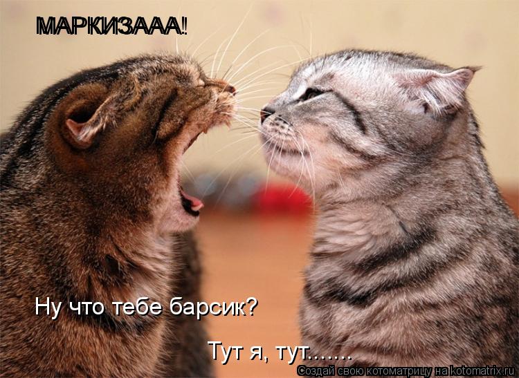 МАРКИЗААА! МАРКИЗААА! Ну что тебе барсик? Тут я, тут.......... Котоматрица: МАРКИЗААА! МАРКИЗААА! Ну что тебе барсик? Тут я, тут.......
