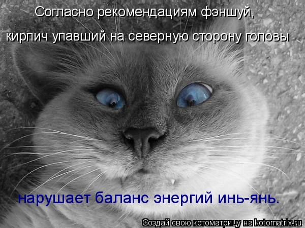 Котоматрица: Согласно рекомендациям фэншуй, кирпич упавший на северную сторону головы нарушает баланс энергий инь-янь.