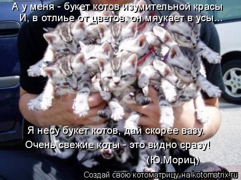 Котоматрица: А у меня - букет котов изумительной красы И, в отлиье от цветов, он мяукает в усы... Я несу букет котов, дай скорее вазу. Очень свежие коты - это 