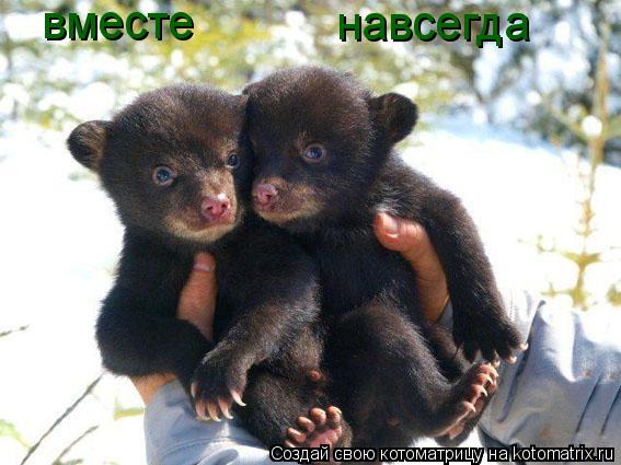 вместе навсегда... Котоматрица: вместе навсегда