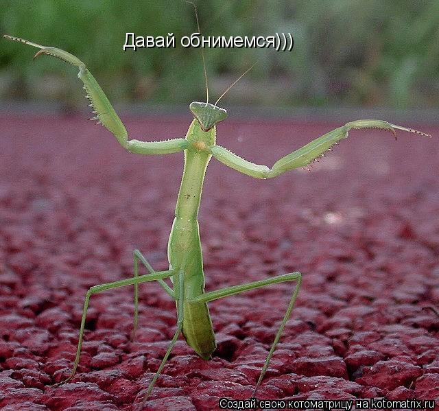 Котоматрица: Давай обнимемся)))