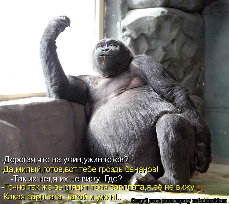 Котоматрица: -Дорогая,что на ужин,ужин готов? -Да,милый,готов,вот тебе гроздь бананов! -Так их нет,я их не вижу! Где?! -Точно так же выглядит твоя зарплата,я е