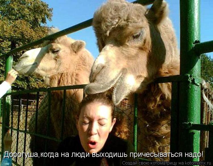 Дорогуша,когда на люди выходишь причесываться надо!... Котоматрица: Дорогуша,когда на люди выходишь причесываться надо!