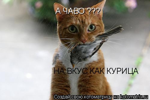 Котоматрица: А ЧАВО ??? НА ВКУС КАК КУРИЦА