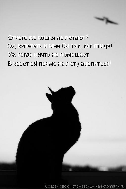 Отчего же кошки не летают? Эх, взлететь и мне бы так, как птица! Уж тогда ничто не помешает В хвост е... Котоматрица: Отчего же кошки не летают? Эх, взлететь и мне бы так, как птица! Уж тогда ничто не помешает В хвост ей прямо на лету вцепиться!