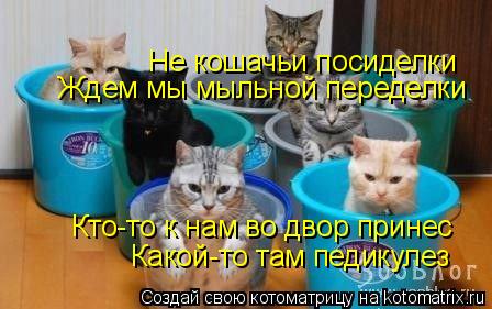 Котоматрица: Не кошачьи посиделки Ждем мы мыльной переделки Какой-то там педикулез Кто-то к нам во двор принес