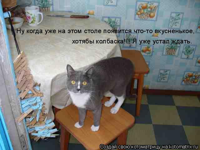 Котоматрица: Ну когда уже на этом столе появится что-то вкусненькое,  хотябы колбаска!!! Я уже устал ждать.