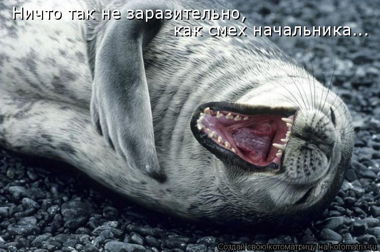 Ничто так не заразительно, как смех начальника...... Котоматрица: Ничто так не заразительно, как смех начальника...
