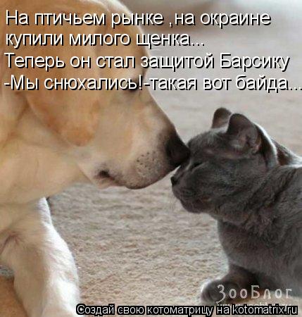 Котоматрица: На птичьем рынке ,на окраине На птичьем рынке ,на окраине купили милого щенка... Теперь он стал защитой Барсику -Мы снюхались!-такая вот байда