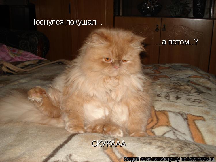 Поснулся,покушал... Поснулся,покушал... ...а потом..? СКУКААА... Котоматрица: Поснулся,покушал... Поснулся,покушал... ...а потом..? СКУКААА