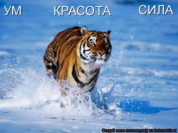 Котоматрица: УМ КРАСОТА СИЛА