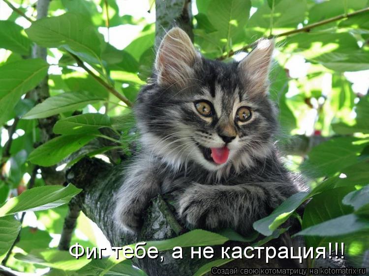 Котоматрица: Фиг тебе, а не кастрация!!!