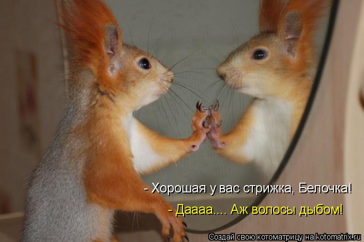 Котоматрица: - Хорошая у вас стрижка, Белочка! - Даааа.... Аж волосы дыбом!