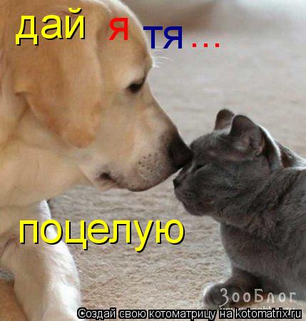 дай я поцелую ... тя... Котоматрица: дай я поцелую ... тя