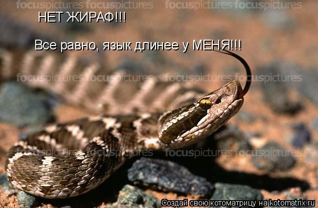 Котоматрица: НЕТ ЖИРАФ!!! Все равно, язык длинее у МЕНЯ!!!