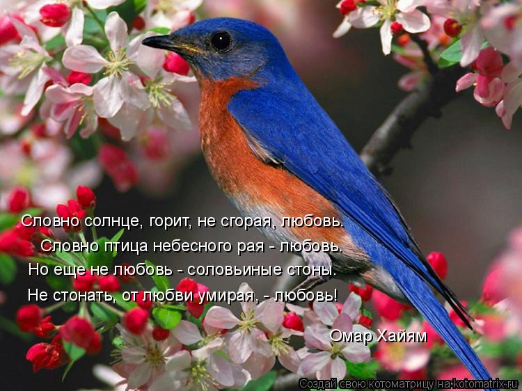 Котоматрица: Словно солнце, горит, не сгорая, любовь. Словно птица небесного рая - любовь. Но еще не любовь - соловьиные стоны. Не стонать, от любви умирая, -