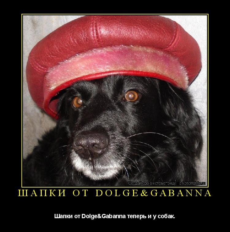 Шапки от Dolge&Gabanna Шапки от Dolge&Gabanna теперь и у собак.... Котоматрица: Шапки от Dolge&Gabanna Шапки от Dolge&Gabanna теперь и у собак.