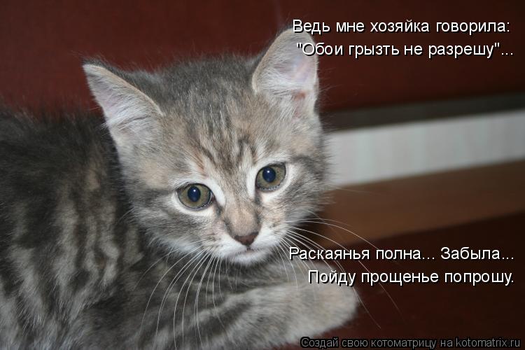 Котоматрица: Ведь мне хозяйка говорила: "Обои грызть не разрешу"... Пойду прощенье попрошу. Раскаянья полна... Забыла...