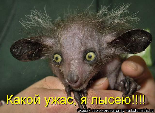 Котоматрица: Какой ужас, я лысею!!!!