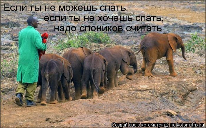 Котоматрица: Если ты не можешь спать, если ты не хочешь спать, надо слоников считать