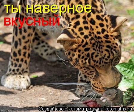 Котоматрица: ты наверное вкусный