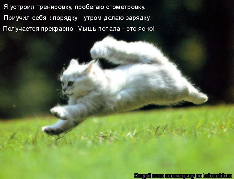 Котоматрица: Я устроил тренировку, пробегаю стометровку. Приучил себя к порядку - утром делаю зарядку. Получается прекрасно! Мышь попала - это ясно!