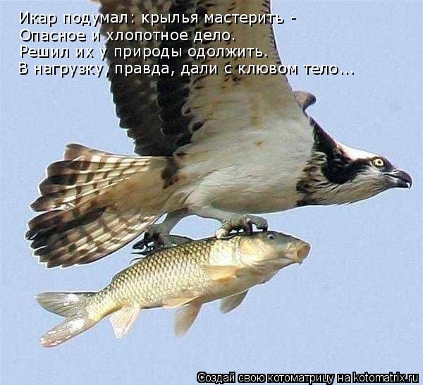 Котоматрица: Икар подумал: крылья мастерить - Опасное и хлопотное дело. Решил их у природы одолжить. В нагрузку, правда, дали с клювом тело...