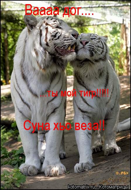 Котоматрица: Суна хьо веза!! ...ты мой тигр!!!!! Ваааа дог....