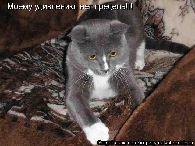 Котоматрица: Моему удивлению, нет предела!!!