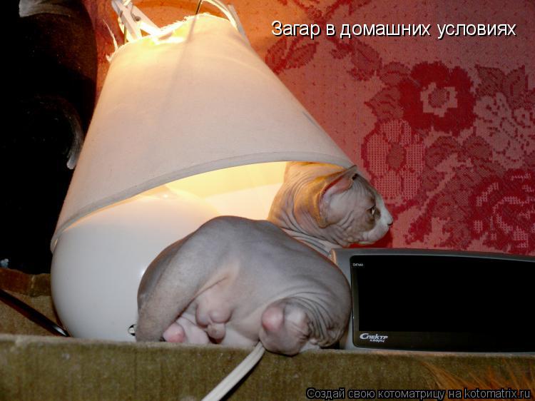 Котоматрица: Загар в домашних условиях