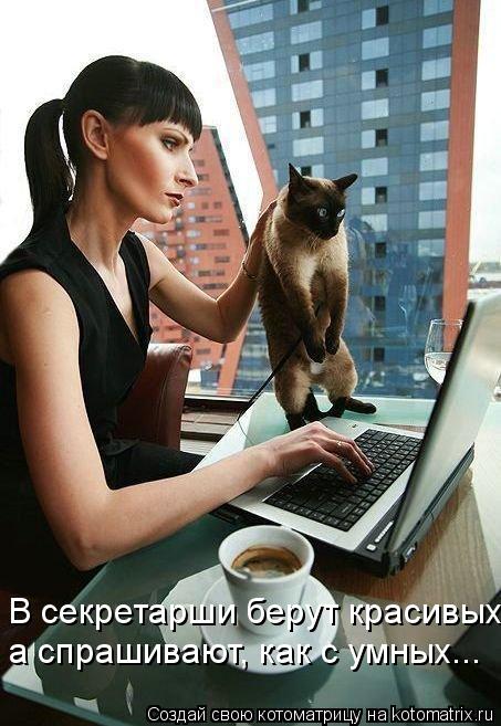 Котоматрица: В секретарши берут красивых, а спрашивают, как с умных...