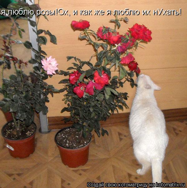 я люблю розы!Ох, и как же я люблю их нУхать!... Котоматрица: я люблю розы!Ох, и как же я люблю их нУхать!