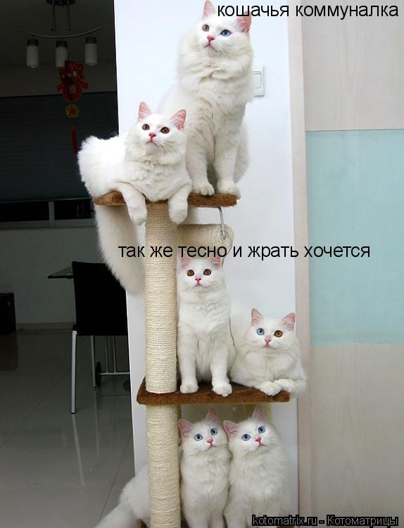 Котоматрица: кошачья коммуналка так же тесно и жрать хочется