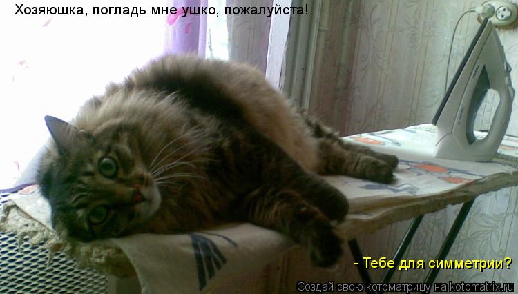 Хозяюшка, погладь мне ушко, пожалуйста! - Тебе для симметрии?... Котоматрица: Хозяюшка, погладь мне ушко, пожалуйста! - Тебе для симметрии?