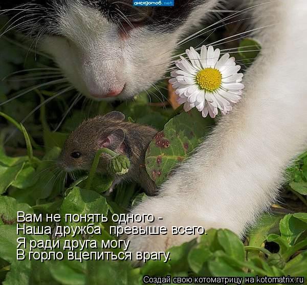 Котоматрица: Вам не понять одного - Я ради друга могу В горло вцепиться врагу. Наша дружба  превыше всего.