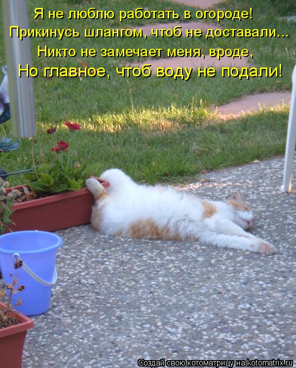 Я не люблю работать в огороде! Прикинусь шлангом, чтоб не доставали... Никто не замечает меня, вроде,... Котоматрица: Я не люблю работать в огороде! Прикинусь шлангом, чтоб не доставали... Никто не замечает меня, вроде, Но главное, чтоб воду не подали!