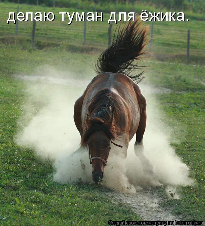 Котоматрица: делаю туман для ёжика.