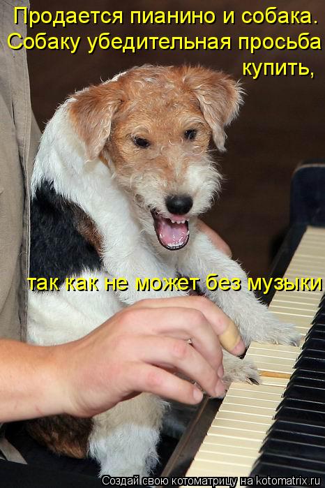 Котоматрица: Продается пианино и собака.  Собаку убедительная просьба купить, так как не может без музыки