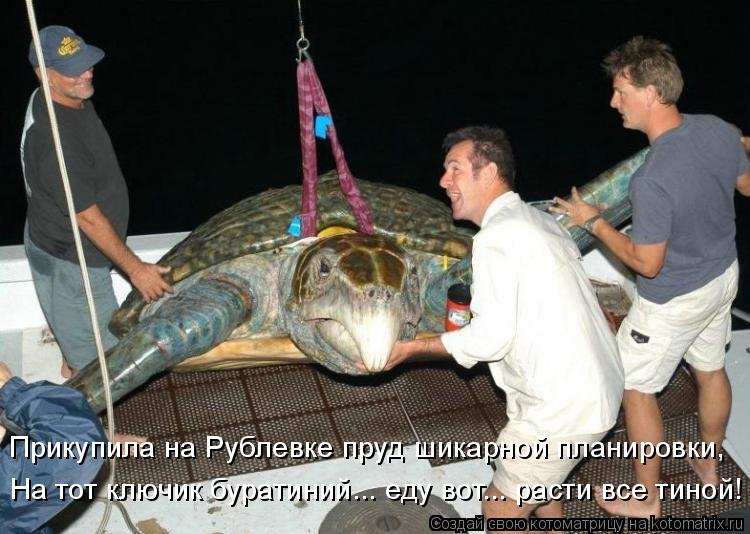 Прикупила на Рублевке пруд шикарной планировки, На тот ключик буратиний... еду вот... расти все тиной... Котоматрица: Прикупила на Рублевке пруд шикарной планировки, На тот ключик буратиний... еду вот... расти все тиной!