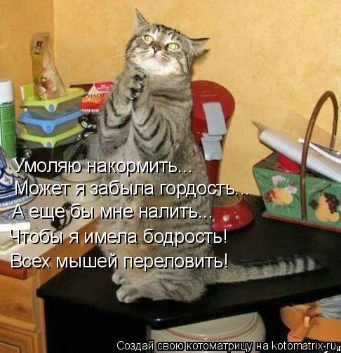 Котоматрица: Умоляю накормить... Может я забыла гордость... А еще бы мне налить... Чтобы я имела бодрость! Всех мышей переловить!