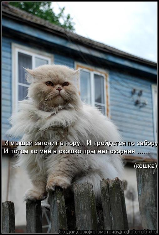 Котоматрица: И мышей загонит в нору..  И пройдется по забору.. И потом ко мне в окошко прыгнет озорная .......  (кошка)