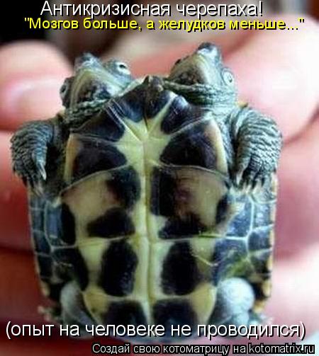 Антикризисная черепаха! (опыт на человеке не проводился) "Мозгов больше, а желудков меньше..."... Котоматрица: Антикризисная черепаха! (опыт на человеке не проводился) "Мозгов больше, а желудков меньше..."